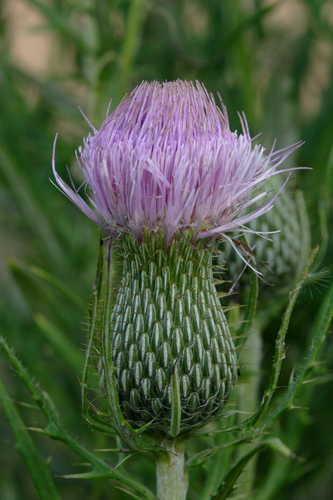 Cirsium carolinianum #1